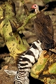  Tanzanie 
 vautour charognard 
 zèbre 